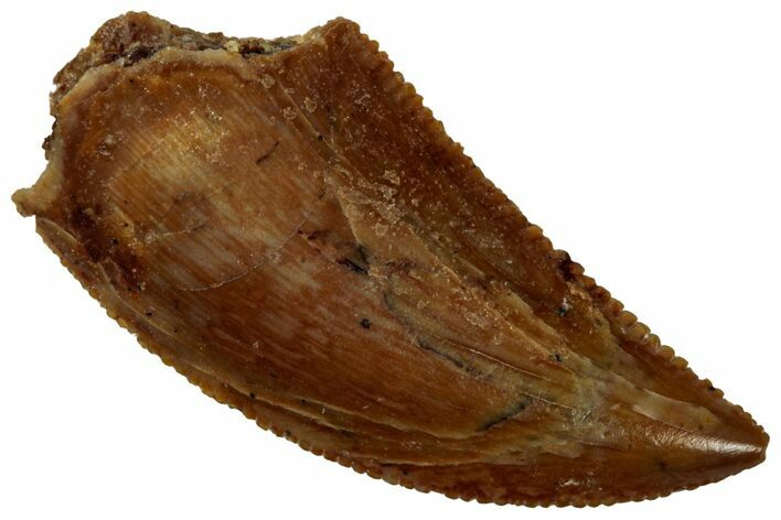 Serrated Raptor Tooth - Real Dinosaur Tooth #298145